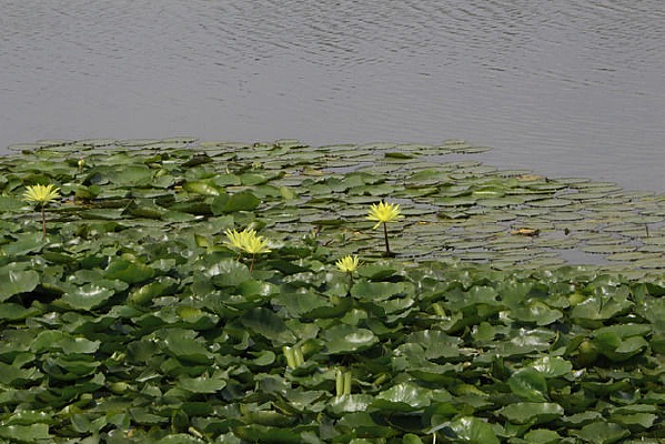 ֲ��԰��ɫ����