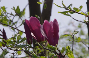 �Ϻ�ɫ���Ļ�