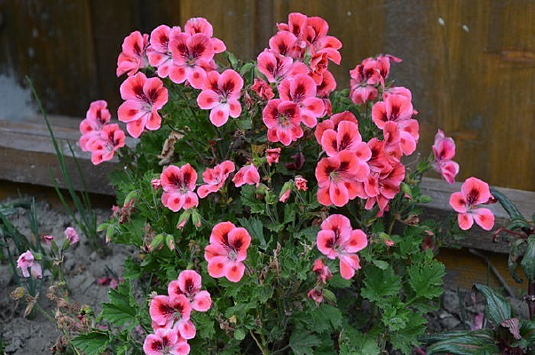 ��Ȼ����