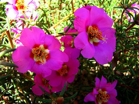 ����֦�������˻�