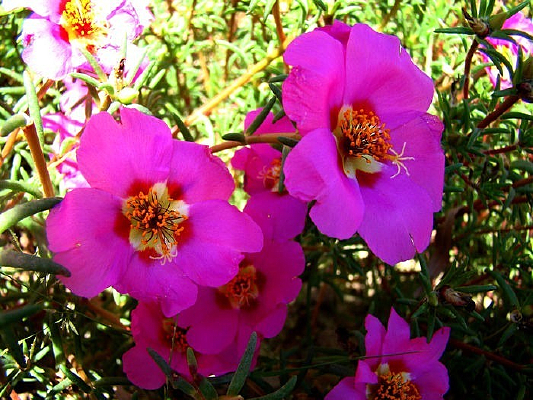 ����֦�������˻�