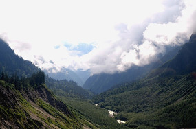 ���͵��ֵ�ɭ��