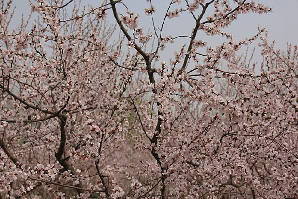 ��Ƭ��ɫ�һ�