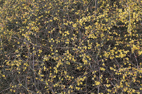 ��Ƭӭ����