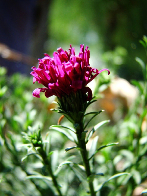 ���ŵĴ�����