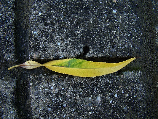 �����ϵ�һƬ��Ҷ