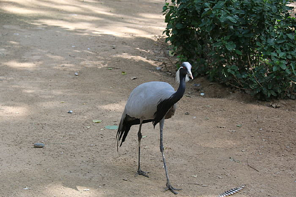 ����԰�����