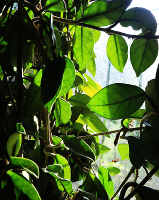 ����˹����