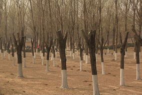 ��԰�ߴ�����