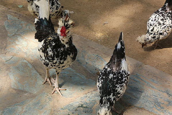 ��������ʳ