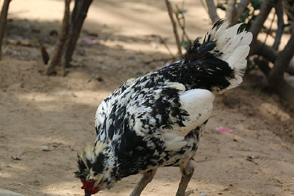 ��������д