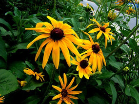 ��԰������ľ�