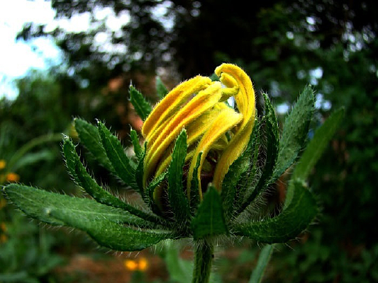 �����ľ�