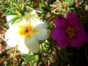 ����ë�������˻�