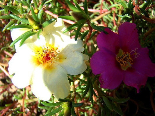 ����ë�������˻�