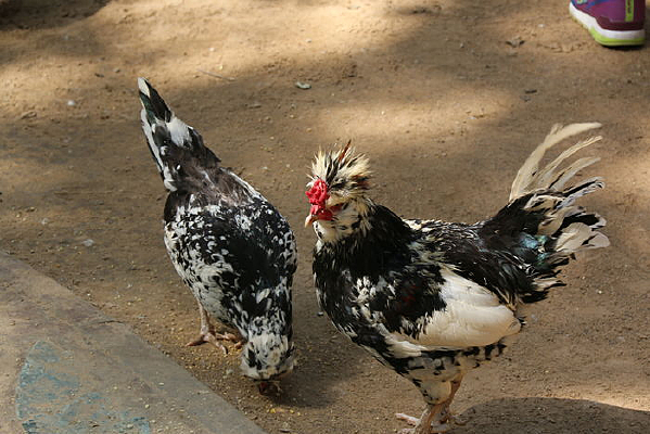 ��ֻ������