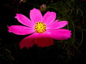 ƽչ�Ĵ�˹��