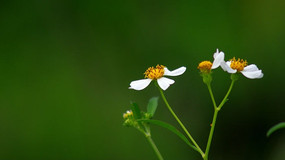 ����СҰ��