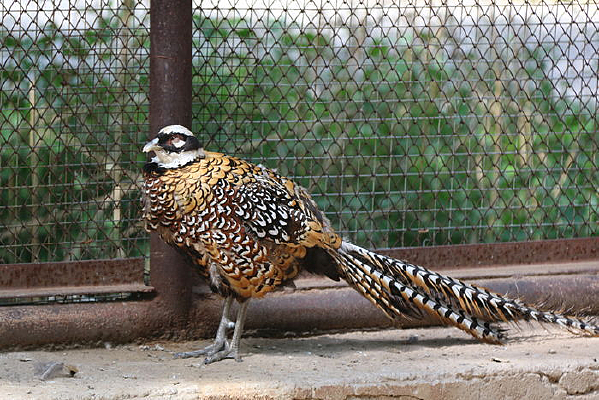 ɽ������