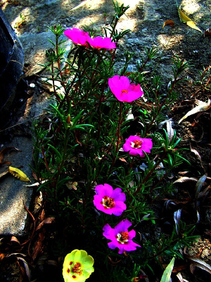 ��Ӧ��ǿ�����˻�