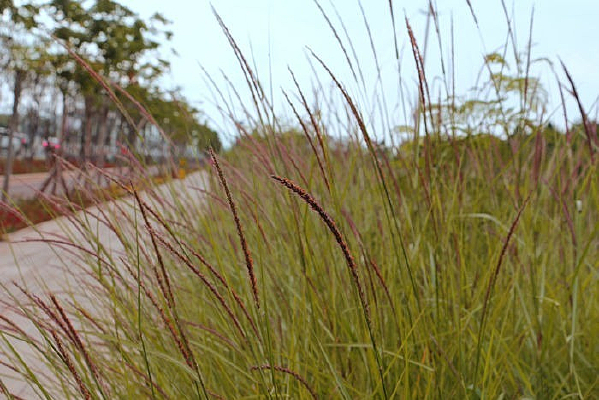 С·�ߵĹ�β�Ͳ�