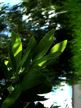 һ�����ŵ���Ҷ