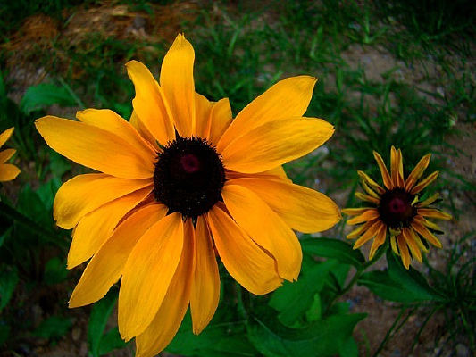 һ��һС����������ľ�