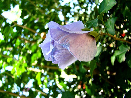 һ�亦��ľ�Ȼ�