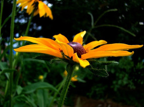 һ��ƽչ�Ľ����ľ�