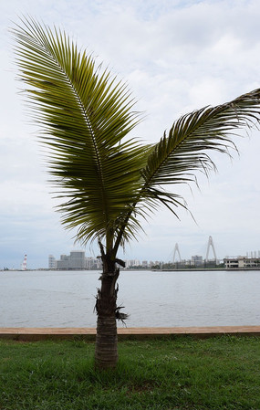 һ�ð�С���ȴ���ľ