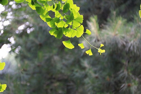 ������Ҷ