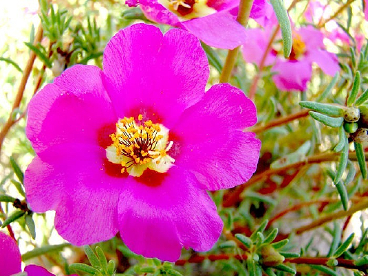 ����ֲ�����˻�