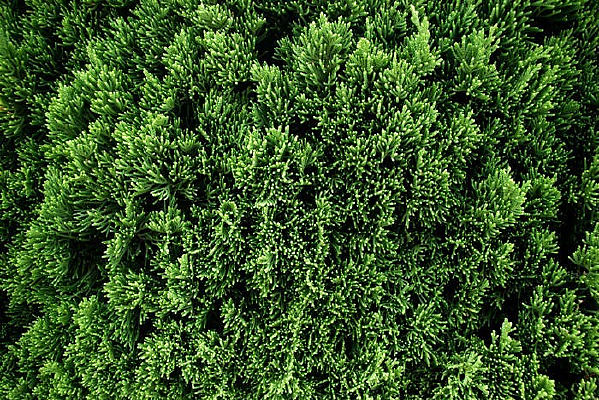 ֲ�ﱳ������