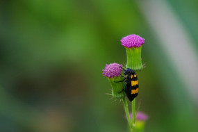 �ƻ��ϵļ׳�