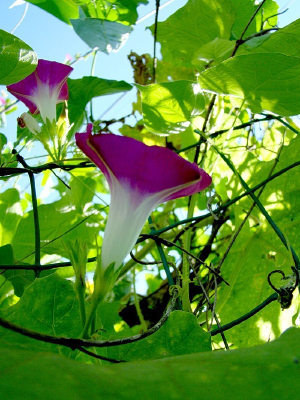 ����Ҷ�����Ĵ�ǣţ��