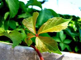 ����ǿ�����ɽ��