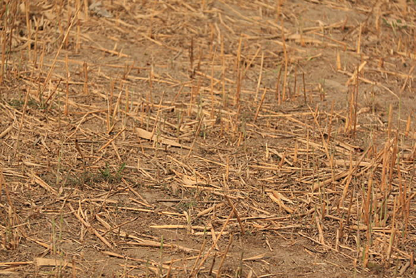 ������԰