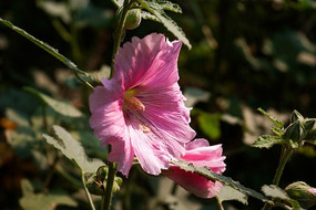 �ۺ�ɫ�����