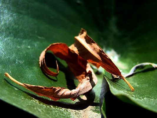 ��Ҷ�ϵ���Ƭ��Ҷ