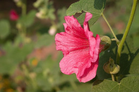 ��ɫ�����