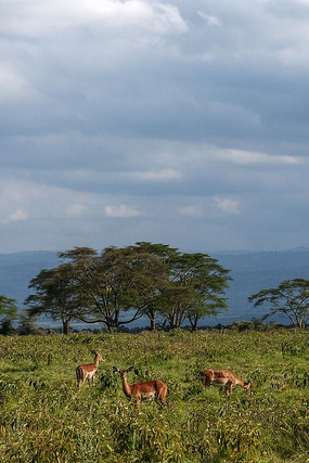 ������ƽ�����ԭ