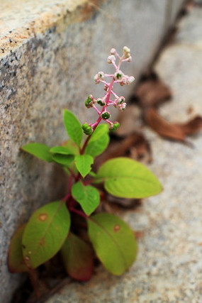 ʯ���������Ļ���