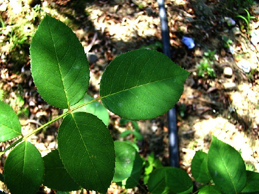 �������¼�����Ҷ