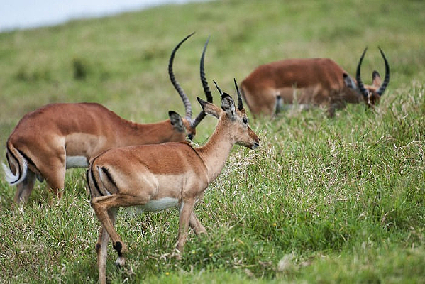 ��ֻ����