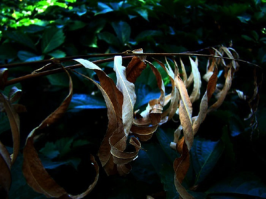 ���ͷ���ĸ�Ҷ