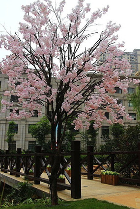 С���Ի���