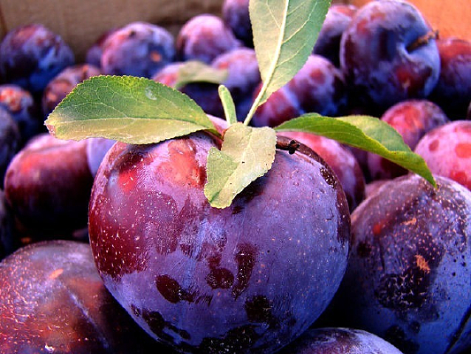 ��ɫ����ĺ�����