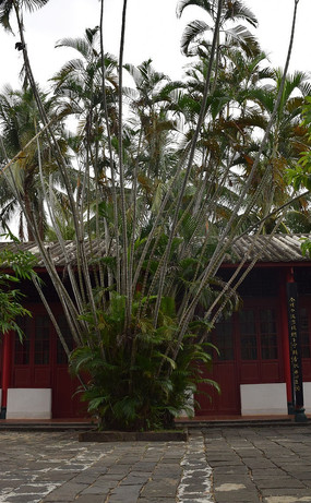 һ��ï�ܵ��ȴ���ľ