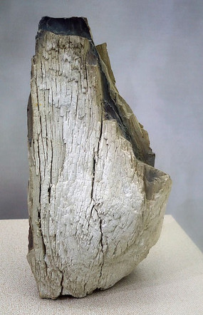 硅化木化石林与树木