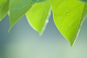 ����Ҷ��